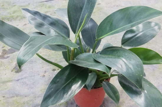 金钻为何长不高