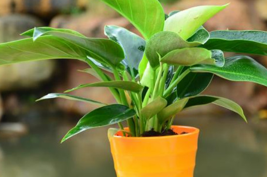 金钻为何长不高