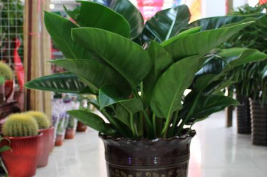 金钻为何长不高