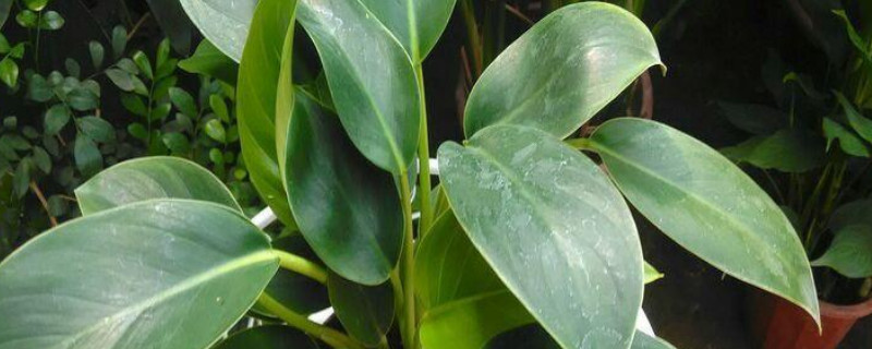 金钻叶片小如何回事