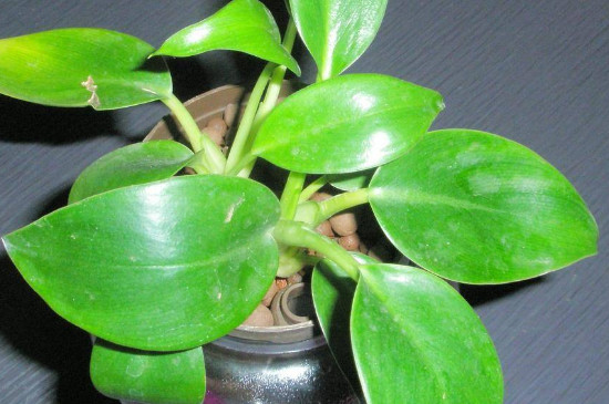 金钻叶片小如何回事