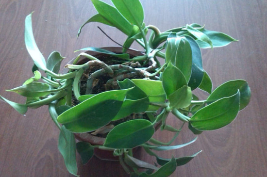 金钻叶片小如何回事