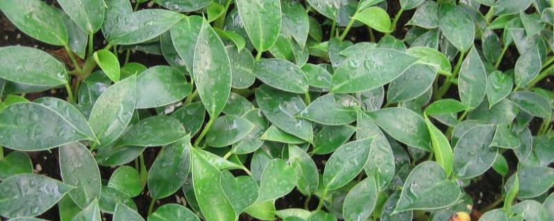 金钻叶片稀疏如何办