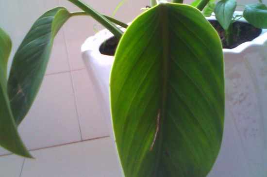 金钻叶片稀疏如何办