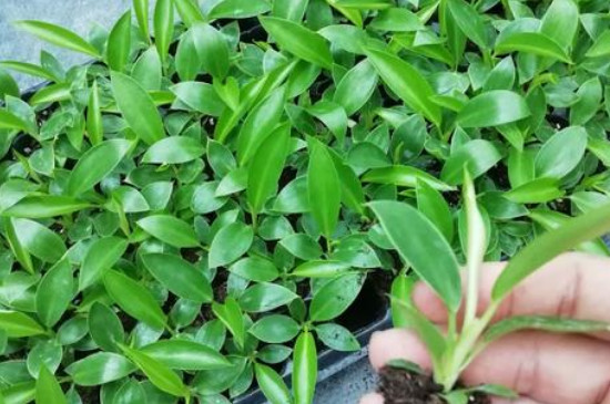 金钻叶片稀疏如何办