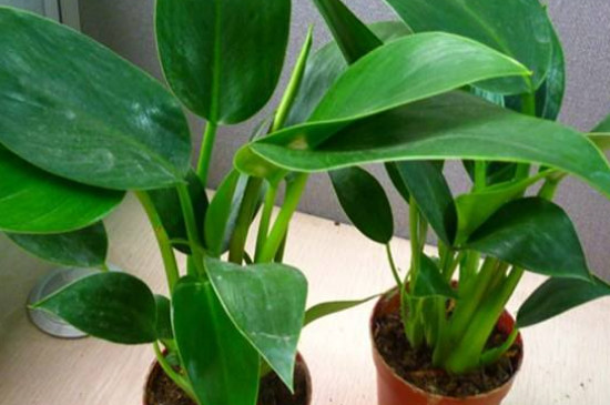 金钻叶片稀疏如何办