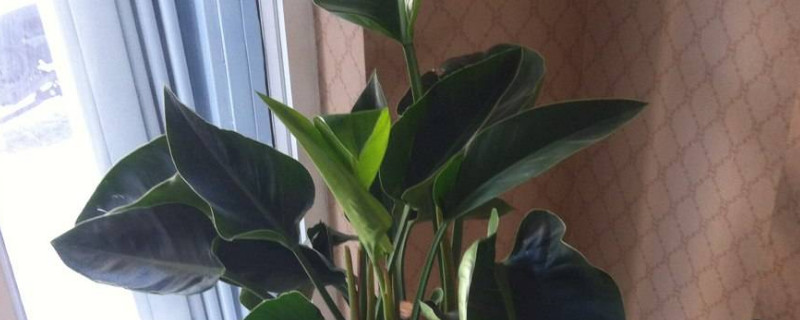 金钻叶片没有光泽如何办