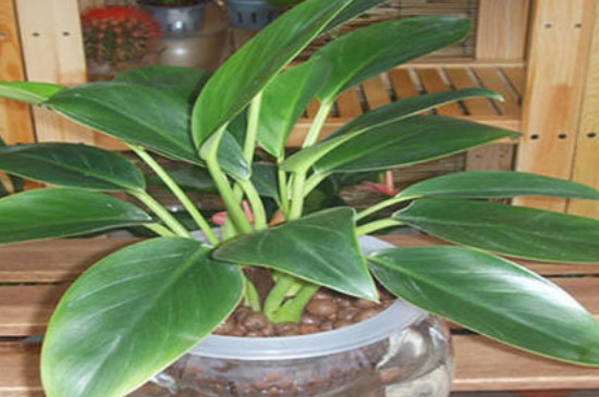 金钻叶片没有光泽如何办