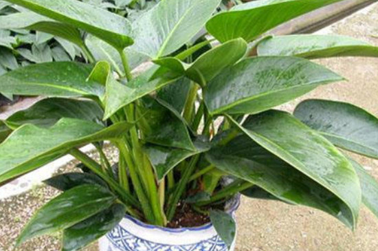 金钻叶片没有光泽如何办