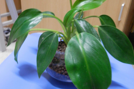 金钻叶片没有光泽如何办