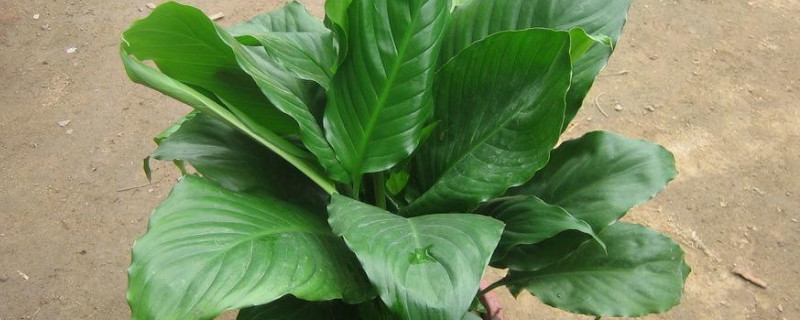 金钻叶片下垂如何办