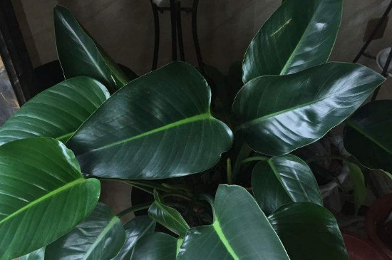 金钻叶片下垂如何办