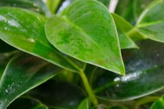 金钻叶片下垂如何办