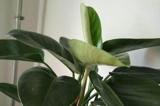 金钻叶片下垂如何办