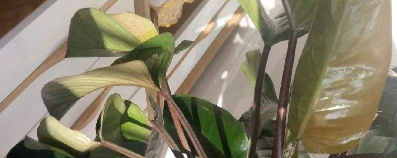 金钻叶片有黄点如何办