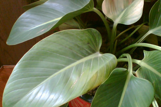 金钻叶片有黄点如何办