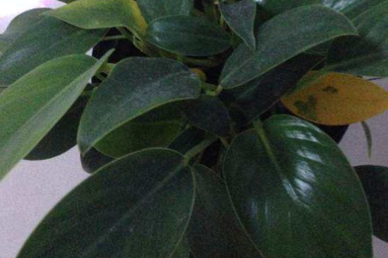 金钻叶片有黄点如何办