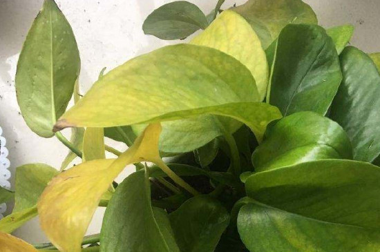 金钻叶片有黄点如何办