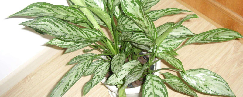 银皇后万年青的养殖办法和留意事项