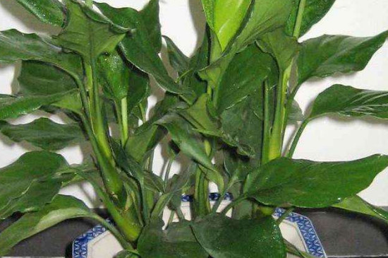 银皇后万年青的养殖办法和留意事项