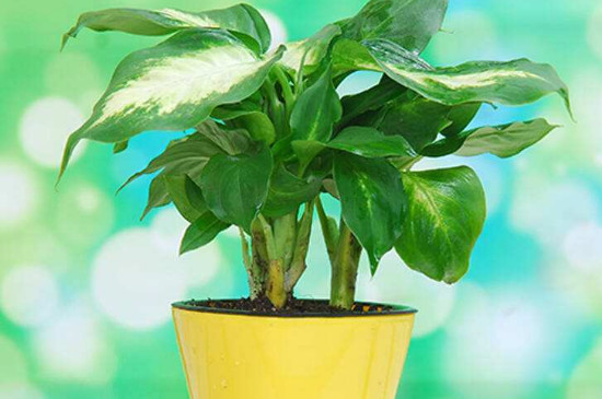 银皇后万年青的养殖办法和留意事项