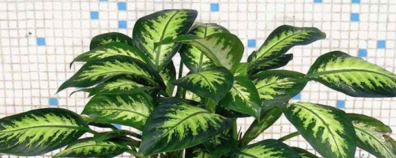 银皇后烂根了如何办