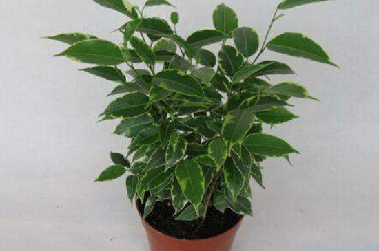 银皇后烂根了如何办