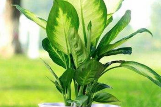 银皇后烂根了如何办