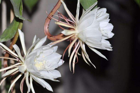 如何避免昙花花苞掉落