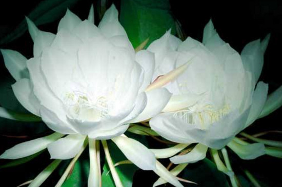 如何避免昙花花苞掉落