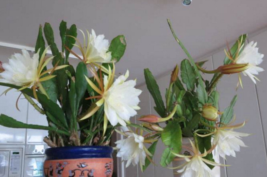 如何避免昙花花苞掉落