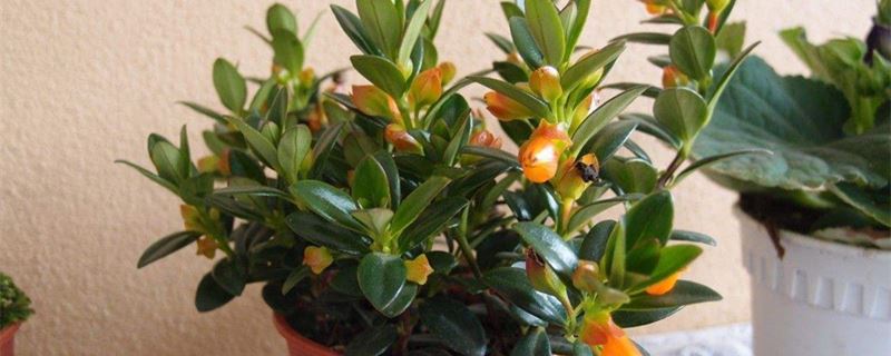 金鱼吊兰的养殖办法和留意事项