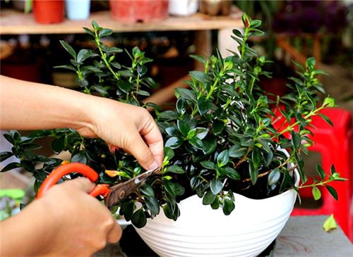 金鱼吊兰的养殖办法和留意事项