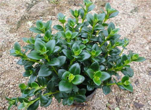 金鱼吊兰的养殖办法和留意事项