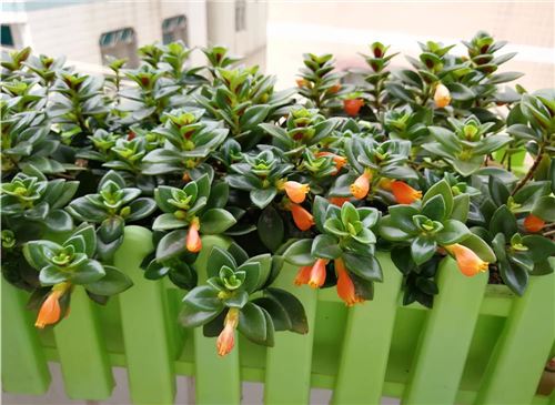 金鱼吊兰的养殖办法和留意事项