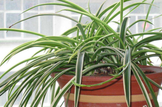 金边吊兰叶尖干枯如何办