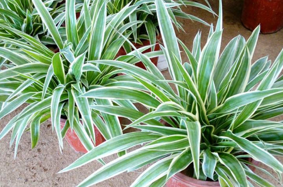 金边吊兰叶尖干枯如何办