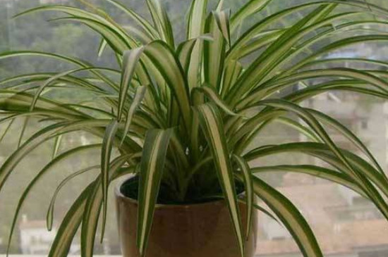 金边吊兰叶尖干枯如何办