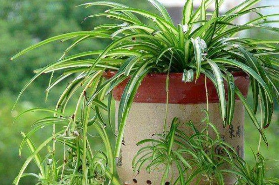 金边吊兰叶子发黄如何办，补充养分修剪烂根