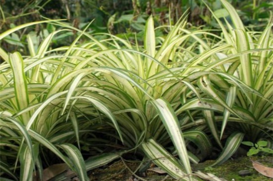 金边吊兰叶子发黄如何办，补充养分修剪烂根