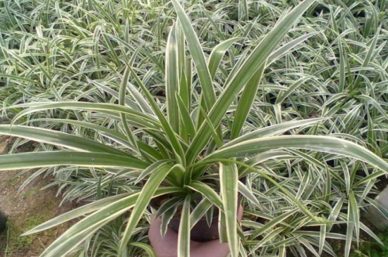 金边吊兰叶子发黄如何办，补充养分修剪烂根