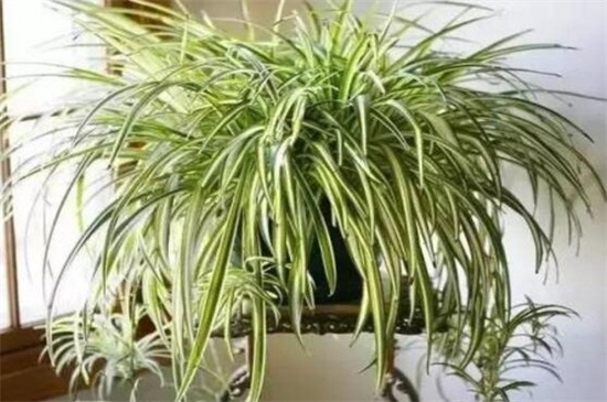 金边吊兰如何分株，春季根部分离上盆养护