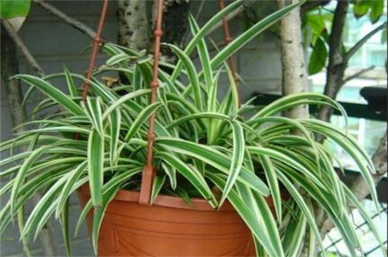 金边吊兰如何分株，春季根部分离上盆养护