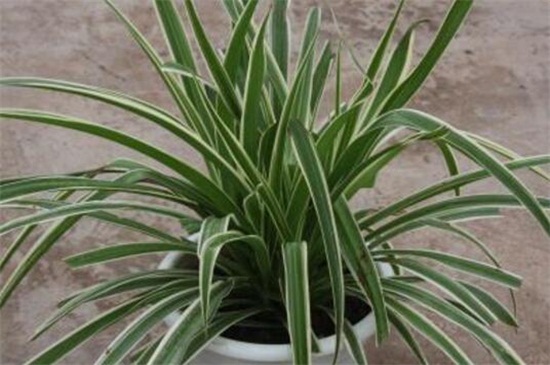 金边吊兰如何分株，春季根部分离上盆养护