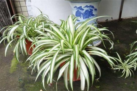 金心吊兰和金边吊兰的区别，4种办法区分两者