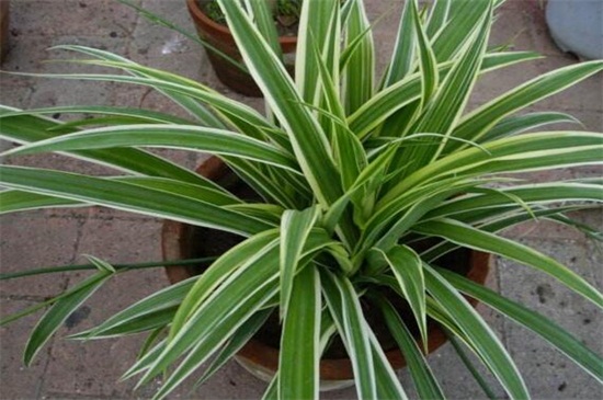 金心吊兰和金边吊兰的区别，4种办法区分两者