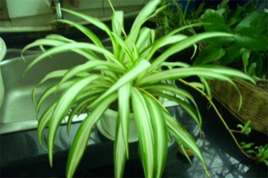 金心吊兰和金边吊兰的区别，4种办法区分两者