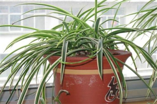 金心吊兰和金边吊兰的区别，4种办法区分两者