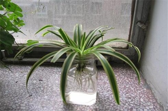 金边吊兰如何水培