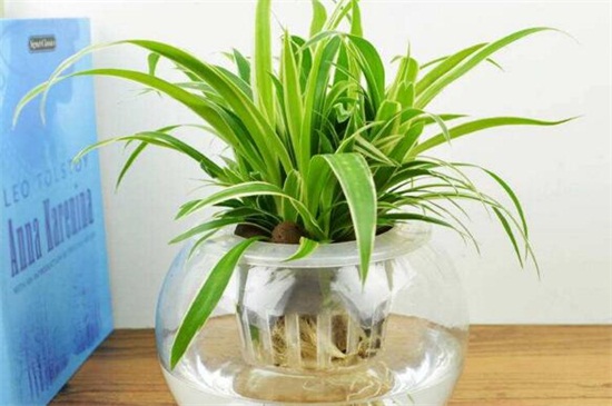 金边吊兰如何水培